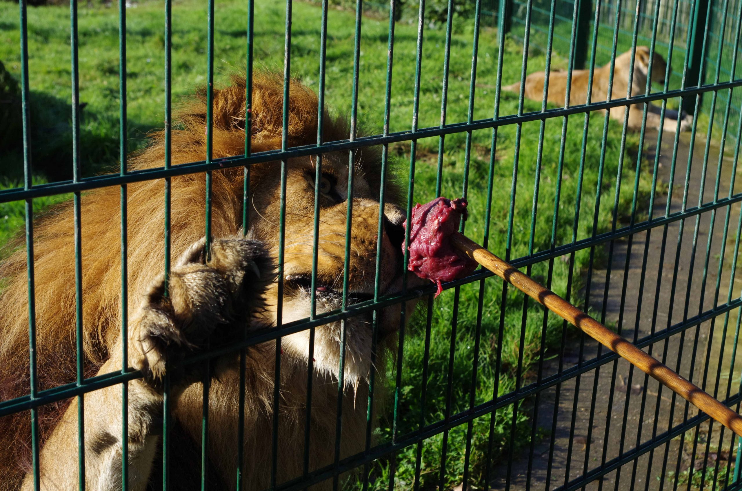 Big Cat Experience at Blackpool Zoo