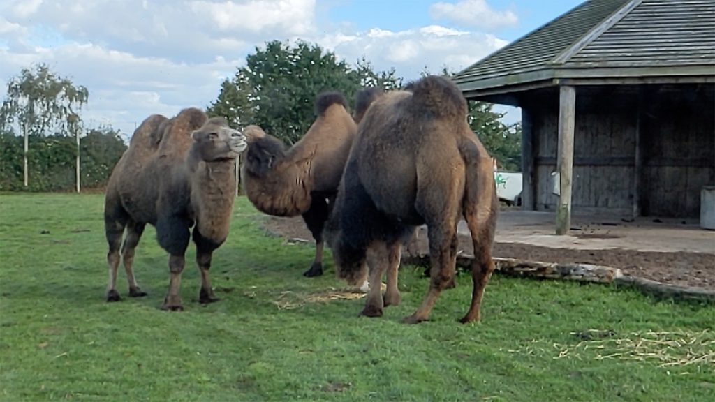 Camels at Knowsley Safari Park
